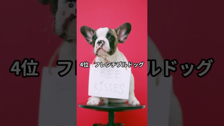 日本で人気な犬種 TOP10 #shots #dog  #柴犬