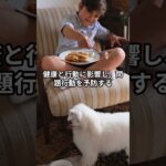 飼い主が教えたい犬のしつけTOP10　#shots　#dogsignal　＃개는훌륭하다