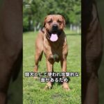 日本犬で噛み癖が強いTOP７　#shots　#dogsignal　 #出張レッスン