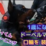 〜口輪 トレーニング〜☆ドーベルマンに口輪装着…⁉︎  #ドーベルマン #ドーベルマンしつけ #口輪 #doberman #dog  #犬 #ドーベルマンと暮らす