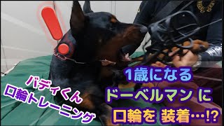 〜口輪 トレーニング〜☆ドーベルマンに口輪装着…⁉︎  #ドーベルマン #ドーベルマンしつけ #口輪 #doberman #dog  #犬 #ドーベルマンと暮らす