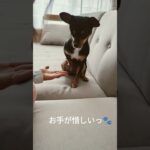 #いぬ #dog #チャレンジ #しつけ #犬 #チワピン#1歳