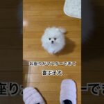 【子犬】【しつけ】お座りをマスターしお座り指示の要求待ちなポメラニアンの子犬 #dog #犬 #子犬 #ポメラニアン #犬のいる暮らし #もふもふ #天使 #しつけ#おすわり