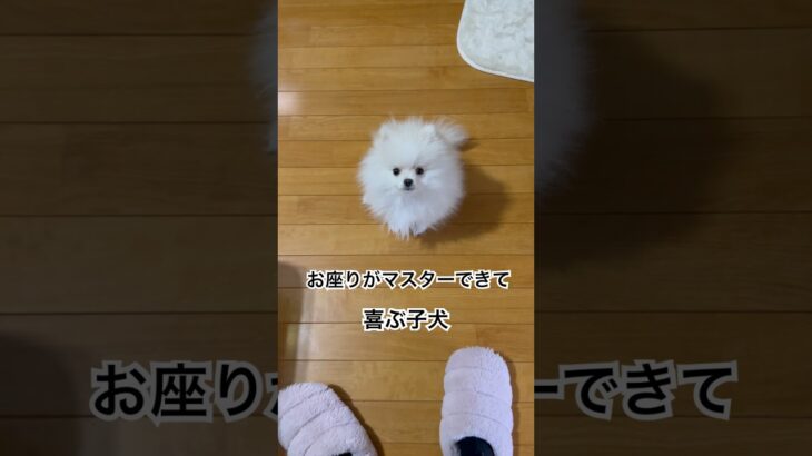 【子犬】【しつけ】お座りをマスターしお座り指示の要求待ちなポメラニアンの子犬 #dog #犬 #子犬 #ポメラニアン #犬のいる暮らし #もふもふ #天使 #しつけ#おすわり