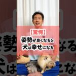 【驚愕】姿勢が良くなると犬は幸せになる #犬のしつけ #dog #犬のいる暮らし