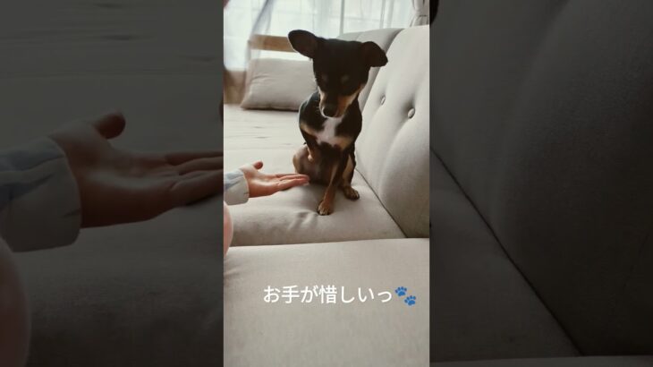 #いぬ #dog #チャレンジ #しつけ #犬 #チワピン#1歳