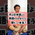 犬は日本語より英語の方が言うことを聞くって本当？ #犬のしつけ #犬のいる暮らし #dog