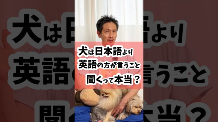 犬は日本語より英語の方が言うことを聞くって本当？ #犬のしつけ #犬のいる暮らし #dog