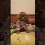 がんばるもん🫐しつけのお勉強【トイプードル】#トイプードル #dog #癒し #犬のいる暮らし #shorts