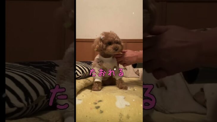 がんばるもん🫐しつけのお勉強【トイプードル】#トイプードル #dog #癒し #犬のいる暮らし #shorts