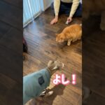 【犬の日常】犬のスパークにしつけ３つ「ぐるっ、待て、よし」#dog #犬の日常 #保護犬#shorts