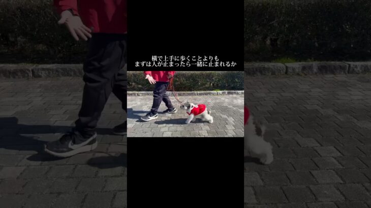 トレーニングごっこはやめましょう #doglibre #ドッグトレーニング #犬のしつけ