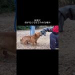 心を込めたトレーニング #doglibre #ドッグトレーニング #犬のしつけ #保護犬