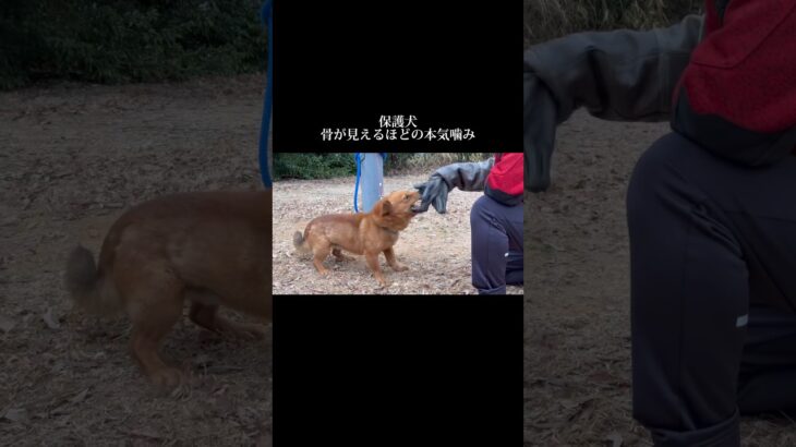 心を込めたトレーニング #doglibre #ドッグトレーニング #犬のしつけ #保護犬