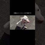 何を目指してトレーニングしますか？#doglibre#ドッグトレーニング #犬のしつけ