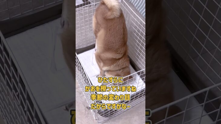 トイレトレーニング…のはずが！謎行動が止まらない柴犬さん#犬のいる暮らし #柴犬 #dogshorts