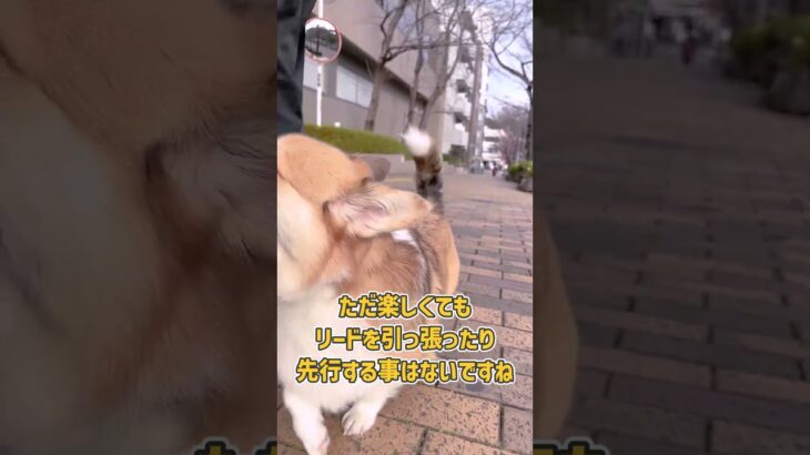 コーギーさんのお散歩トレーニング風景ダイジェスト　#犬のいる暮らし #コーギー #dogshorts