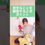 【犬 トレーニング】苦手なことを練習するポイント #ドッグトレーナー #ドッグトレーニング #犬のトレーニング #犬のしつけ #いぬのいる生活 #犬との暮らし #dogtraining #shorts