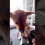 保護犬ソックス会社で飼う「半怒りでお手」編 feat. キングギドラ