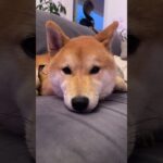 散歩疲れてお昼寝🐕💤　#柴犬 #shibainu #フードアグレッシブ #犬のしつけ