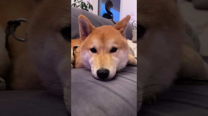 散歩疲れてお昼寝🐕💤　#柴犬 #shibainu #フードアグレッシブ #犬のしつけ