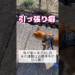 お散歩中の課題#柴犬#しばいぬ #赤柴#柴犬のいる暮らし#いぬのいる生活#お散歩#しつけ#shibainu#dog#shiba