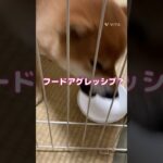 フードアグレッシブ？※ご飯皿壊されてしまい取り急ぎ今日は紙皿です#柴犬#しばいぬ#赤柴#柴犬のいる暮らし#shibainu#shiba#いぬのいる生活#しつけ#フードアグレッシブ