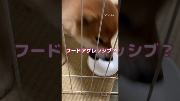 フードアグレッシブ？※ご飯皿壊されてしまい取り急ぎ今日は紙皿です#柴犬#しばいぬ#赤柴#柴犬のいる暮らし#shibainu#shiba#いぬのいる生活#しつけ#フードアグレッシブ