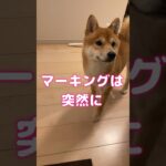 マーキングは突然に#柴犬#赤柴#しばいぬ#柴犬のいる暮らし#いぬのいる生活#shibainu#shiba#dog#マーキング#しつけ