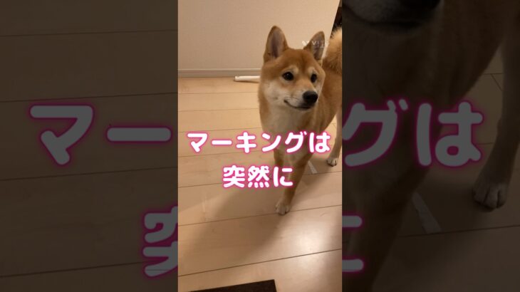 マーキングは突然に#柴犬#赤柴#しばいぬ#柴犬のいる暮らし#いぬのいる生活#shibainu#shiba#dog#マーキング#しつけ