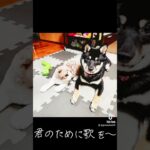 キュートな豆柴♡　#shorts #豆柴#柴犬#黒柴#問題犬#しつけ訓練中#犬おもしろ動画　#しばすたぐらむ#黒柴好きな人と繋がりたい#豆柴のいる暮らし