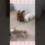 ＃犬のようちえん　＃犬のほいくえん　＃犬お泊りトレーニング　　#子犬しつけ  #しつけ教室 　#ビションフリーゼ   ＃犬のしつけ　#shorts 　#パピートレーニング