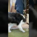 しつけできてない犬にしつけチャレンジをやってみた末路…【ボーダーコリー】#shorts