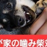 うちの問題犬を紹介します！#shorts#豆柴#柴犬#黒柴#問題犬#しつけ訓練中#犬おもしろ動画#しばすたぐらむ#黒柴好きな人と繋がりたい#豆柴のいる暮らし#噛み癖#セッション