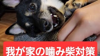 うちの問題犬を紹介します！#shorts#豆柴#柴犬#黒柴#問題犬#しつけ訓練中#犬おもしろ動画#しばすたぐらむ#黒柴好きな人と繋がりたい#豆柴のいる暮らし#噛み癖#セッション