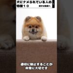 犬にナメられる人の特徴１０#shorts  #dog  #犬のしつけ