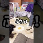 【しつけ】おばあちゃんのはぁい♡がかわいい　#shorts #犬 #dog