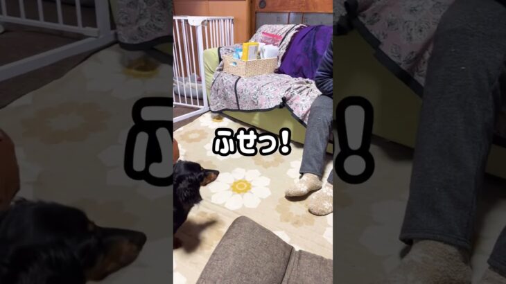 【しつけ】おばあちゃんのはぁい♡がかわいい　#shorts #犬 #dog