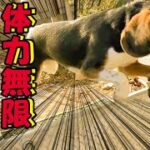 【ビーグル犬】【柴犬】【多頭飼育】体力無限のビーグル犬を放し飼いにしてみたら、じっとしている時間はなかった件。