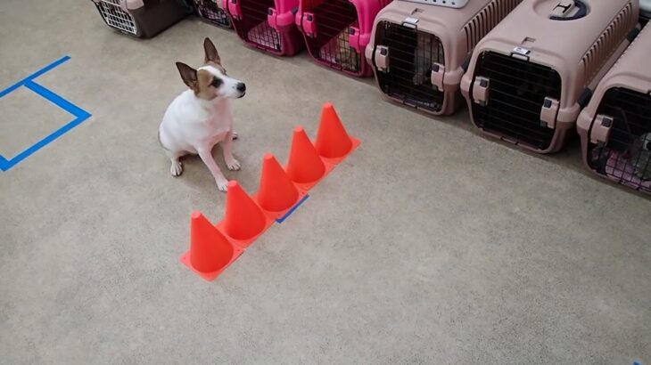 犬の幼稚園 ジャックくんとトレーニング