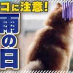 【犬散歩】雨の日、犬の散歩どうする？注意点をプロドッグトレーナーの目線で解説