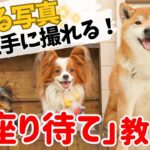 【犬しつけ】上手に写真が撮れる「待て」の練習★かわいい愛犬のとっておきの瞬間を写真に残そう！【おすわり待て】