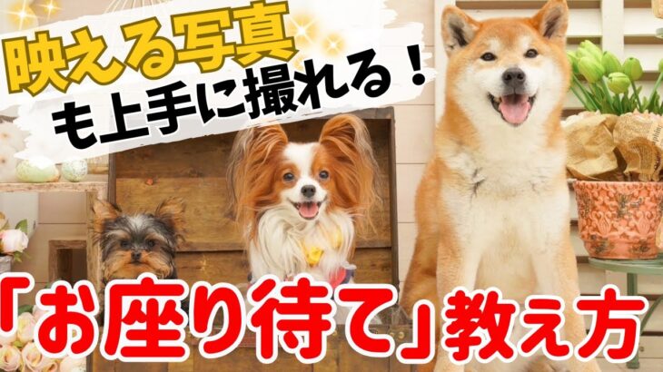 【犬しつけ】上手に写真が撮れる「待て」の練習★かわいい愛犬のとっておきの瞬間を写真に残そう！【おすわり待て】