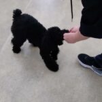 犬の幼稚園 かいくんとトレーニング