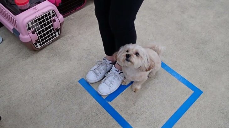 犬の幼稚園 くぅちゃんとトレーニング