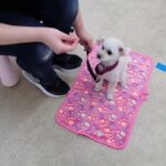 犬の幼稚園 にこちゃんとトレーニング