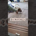 たまにはいいかも!😄#犬のいる生活 #シーズー #シーズ #いぬとの暮らし #しつけ