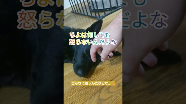 こんなに違うんだけどな😊#甲斐犬#しつけ#環境#違い#遺伝