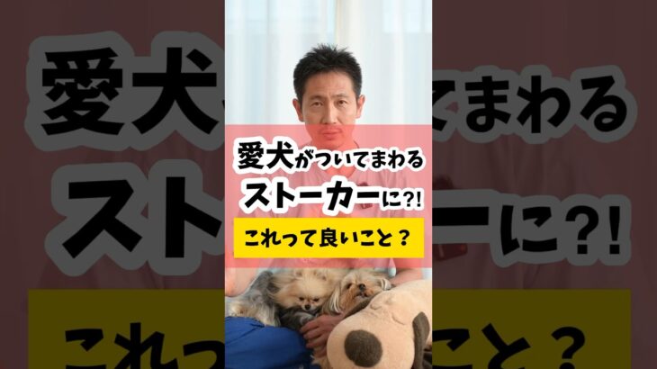 愛犬がついて回るストーカーに。コレって良いこと？ #犬 #犬のしつけ #犬のいる暮らし