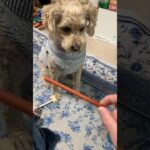 おやつを貰うための儀式を忠実にこなす犬 #トイプードル #犬 #しつけ #おやつ #儀式